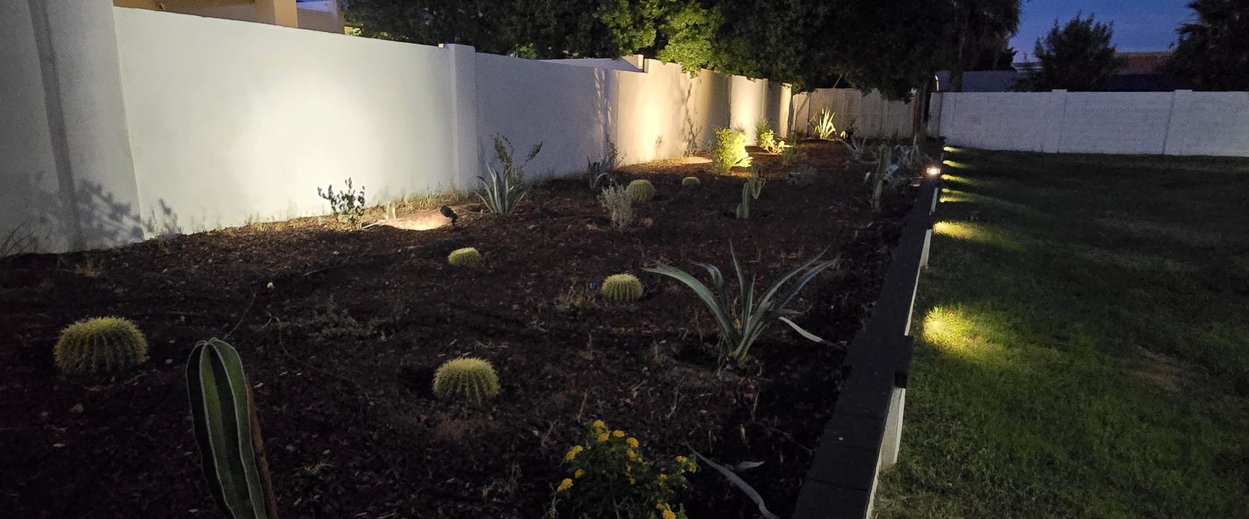 Real photo of desert landscaping with cacti and lighting